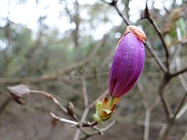 白玉蘭,芽,植物園