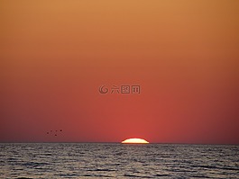 日落,海,鳥