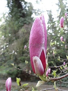 白玉蘭,芽,植物園