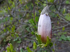 白玉蘭,芽,植物園
