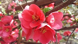 鮮花,春,春天
