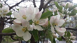 鮮花,春,春天
