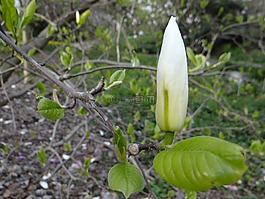 白玉蘭,芽,植物園