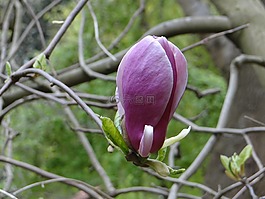 白玉蘭,芽,植物園
