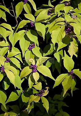 水果,大自然,秋季