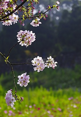 櫻花,花草,粉色