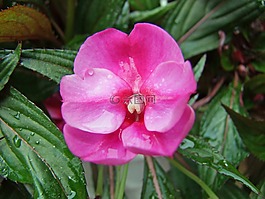 花,粉紅色,開花