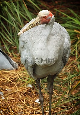 鶴,澳大利亞,鳥(niǎo)
