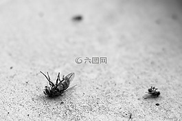 飞,死亡,蚂蚁