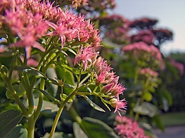 花,粉紅色,景天
