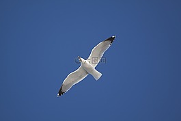 海鷗,aridae,寶樣