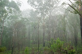 薄雾,胶树,悉尼