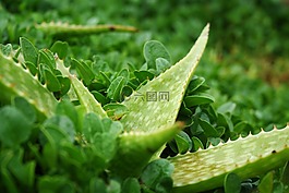 蘆薈,植物,綠色