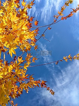 acertree,宏碁,樹