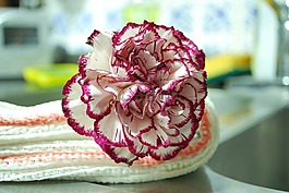 康乃馨,花,鲜花
