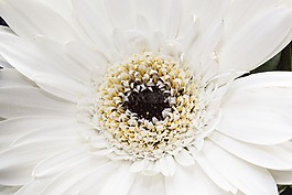 非洲菊,復(fù)合材料,開花