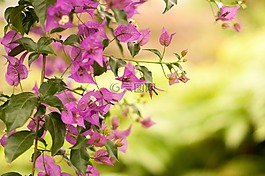 背景,背景和纹理,花