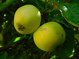 蘋果,樹蘋果,水果