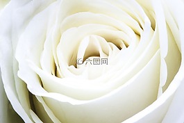玫瑰,開花,春天