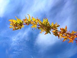 acertree,宏碁,樹