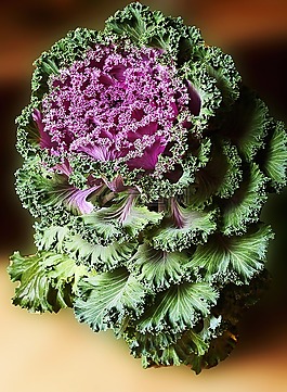 裝飾白菜,白菜,一種蔬菜