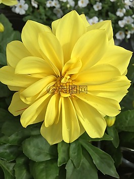 花,黃色,黃色的花