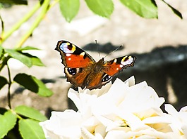 蝴蝶,昆蟲