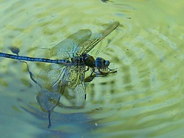 蜻蜓,蓝蜻蜓,aeshna affinis