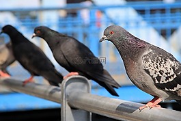 鳥,克拉科夫,波蘭