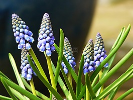 muscari,葡萄风信子,开花