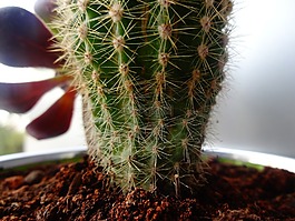 黑桃,植物,花園