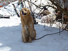 狗,動物,寵物