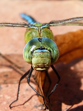 蜻蜓,蓝蜻蜓,aeshna affinis