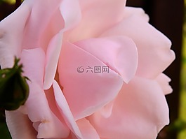 玫瑰,花,玫瑰綻放