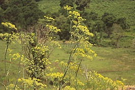 性質(zhì),植物,茴香