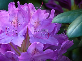 杜鵑,鮮花,關(guān)閉