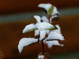 植物,葉子,雪