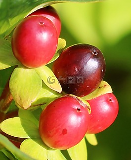 rowanberries,浆果,红色