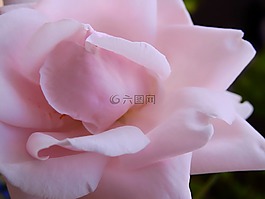玫瑰,花,玫瑰綻放