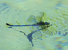 蜻蜓,蓝蜻蜓,aeshna affinis
