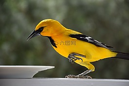 鳥,野生動(dòng)物,性質(zhì)