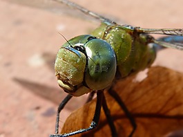 蜻蜓,蓝蜻蜓,aeshna affinis