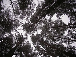 森林,天空,冬季