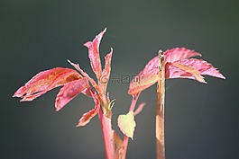 玫瑰,玫瑰花瓣,紅色