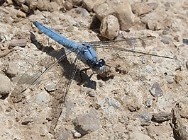 藍蜻蜓,灰蜻屬brunneum,飛蟲