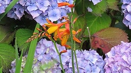 montbretia,花卉,繡球花