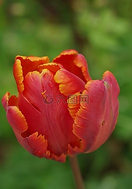 廠,開花,宏