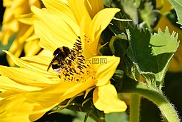 太陽花,赫梅爾,開花