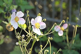 花卉,粉紅色,性質(zhì)