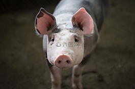 動物,植物區(qū)系,豬肉